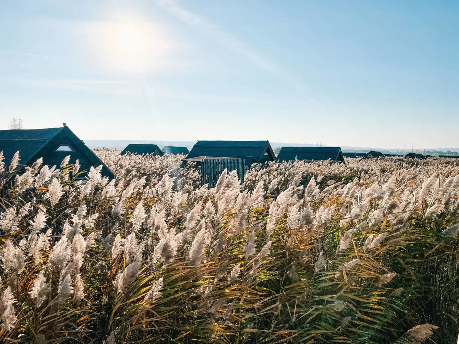 Umgebung Neusiedlersee – Schilflandschaft